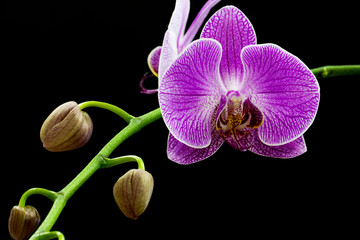 Obraz premium Purple orchid isolated