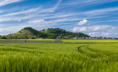 Weizenfeld an der Am&ouml;neburg