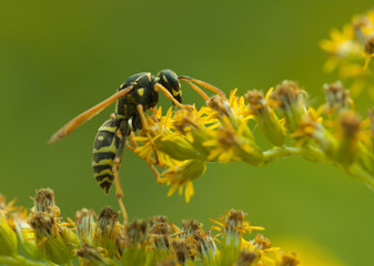 Wasp on a flower closeup