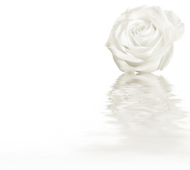 White rose water reflection