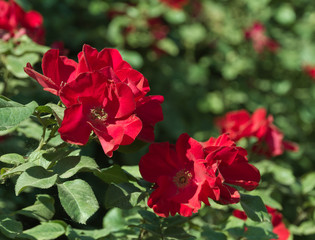 Dogrose flowers closeup