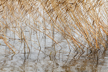 Dry autumn reeds