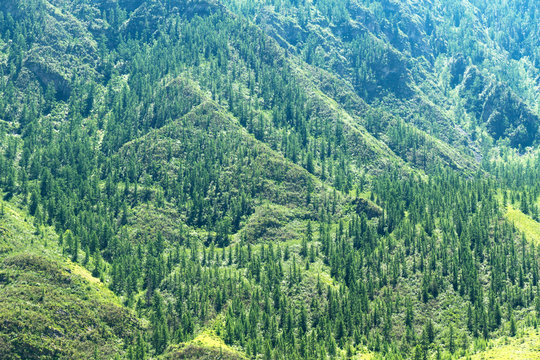Fototapeta Firs forest mountains
