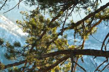 Pine branches mountains
