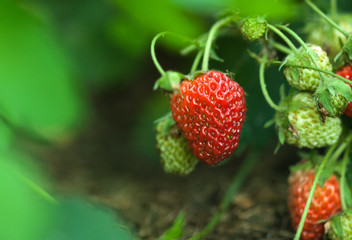 Garden strawberries