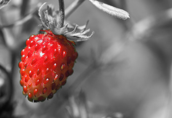 Red wild strawberry