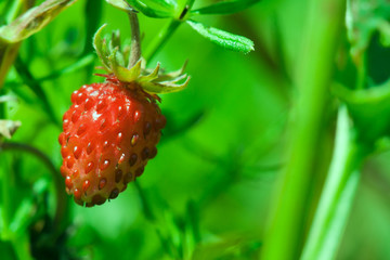 Wild eco strawberry