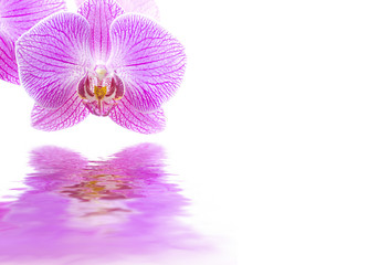 Pink orchid reflections