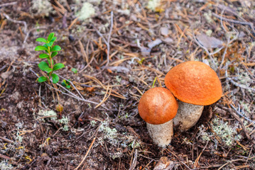 Two porcini mushrooms on a ground.