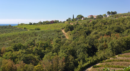 Hill Landscape between Muggia and Ankaran, Slovenia