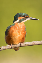 Kingfisher perched on a branch