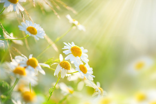 Chamomile field flowers border. Beautiful nature scene with blooming medical chamomilles