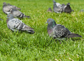 Pigeons grass