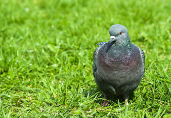 Pigeon lawn