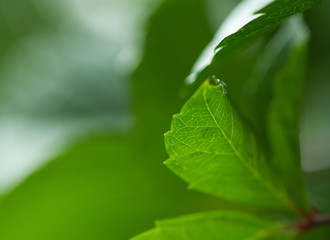 Vine leaves green background