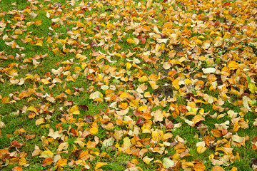 Obraz premium Apple leaves autumn