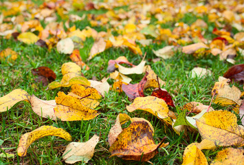 Apple foliage autumn