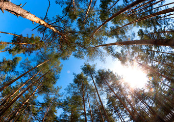 Pine forest sun