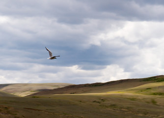 Brown headed gull flying