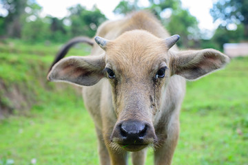 Young buffalo in the field of grass looking at Photographer.