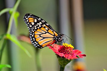 Monarch butterfly on a red flower