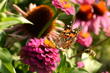 Schmetterling 216