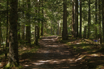 Obraz premium Un sentier dans les bois du Vercors