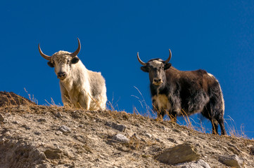 Yak in Nepal