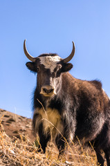 Yak in Nepal