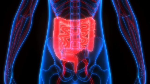 Human Body Organs Anatomy (Large and Small Intestine with Nervous System)