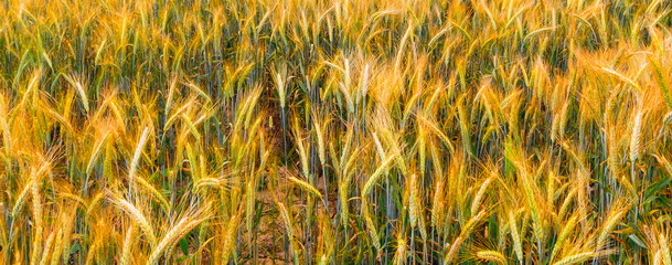 Ripening wheat