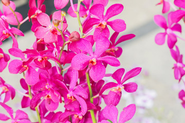 Beautiful orchid garden, outdoor background