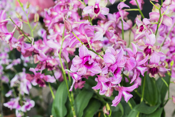 Fototapeta na wymiar Beautiful orchid garden, outdoor background