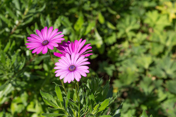 Fototapeta premium Pink daisy flower in Monet's garden