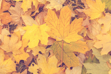 Naklejka na ściany i meble Background of colorful autumn leaves