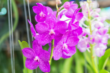 Beautiful orchid garden, outdoor background