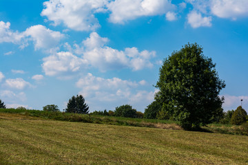 Landscape Lonely Tree Outdoors Warm Summer Hot Blue Sky Field