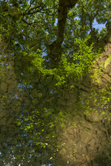 Water Reflection Nature Dirt Rocks River Small Outside Trees Brown
