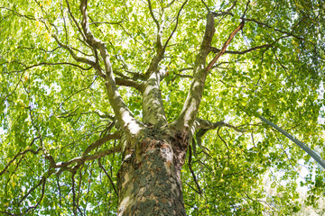 Tree Canopy Panorama Leaves Top Green Sunlight Nature