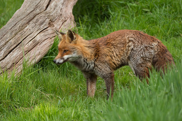 Naklejka na ściany i meble Red Fox (Vulpes Vulpes)/Red Fox in deep green grass