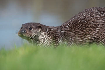 European Otter (Lutra Lutra)/Otter in thick green grass at the edge of a lake