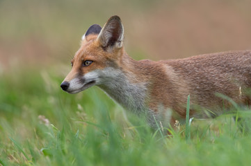 Red Fox (Vulpes Vulpes)/Red Fox in a summer meadow at the edge of a forest