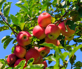 Green and red apples on tree in summer