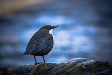 White-throated dipper