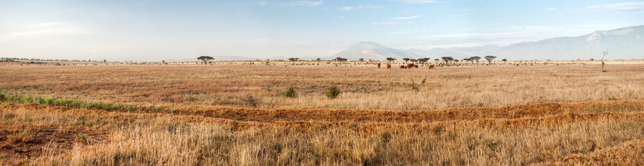 Fototapeta premium Tsavo East National Park, Kenya