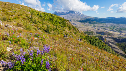 Amazing valley of flowers. White clouds are hovering over the large crater. Loowit Viewpoint, Mount St Helens National Park, West Part, South Cascades in Washington State, USA