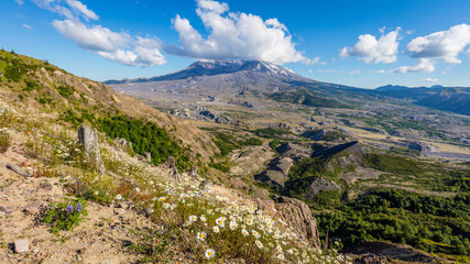Fototapeta na wymiar Amazing valley of flowers. White clouds are hovering over the large crater. Loowit Viewpoint, Mount St Helens National Park, West Part, South Cascades in Washington State, USA
