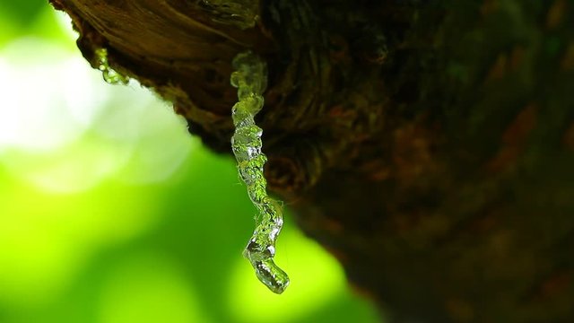 Spiral transparent cherry resin with green sunny, shiny and vivid background on windy day
