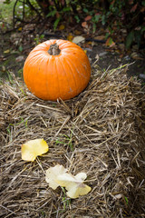 Orange pumpkins for Halloween Party