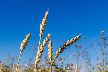 "Group of barley spica stem in autumn season at blue .sky background"